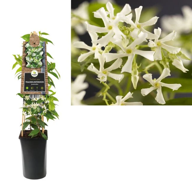 Trachelospermum jasminoides - Image 2