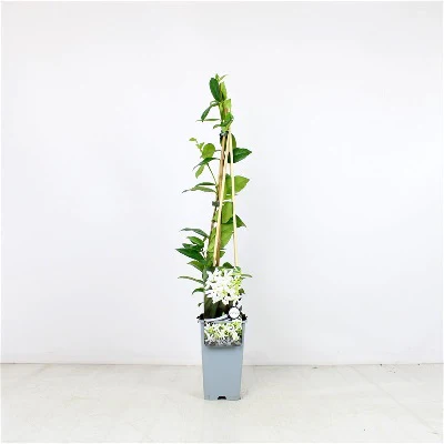 Trachelospermum jasminoides - Image 2