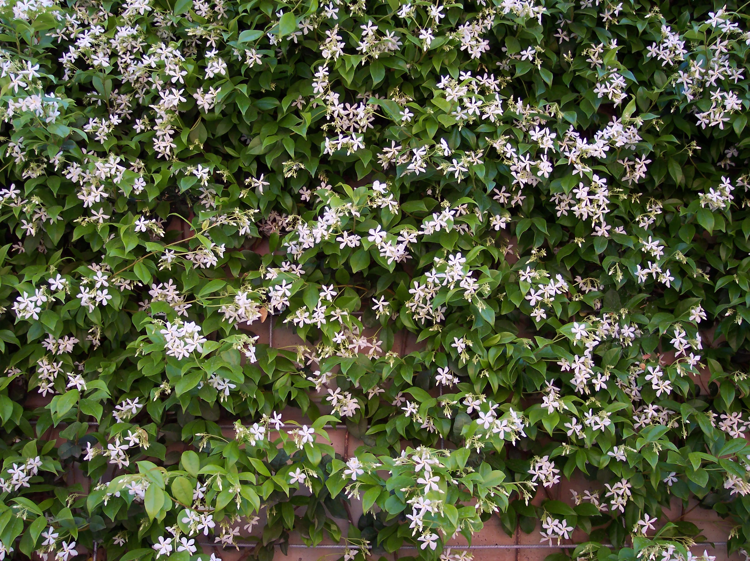 TRACHELOSPERMUM jasminoides - Image 4