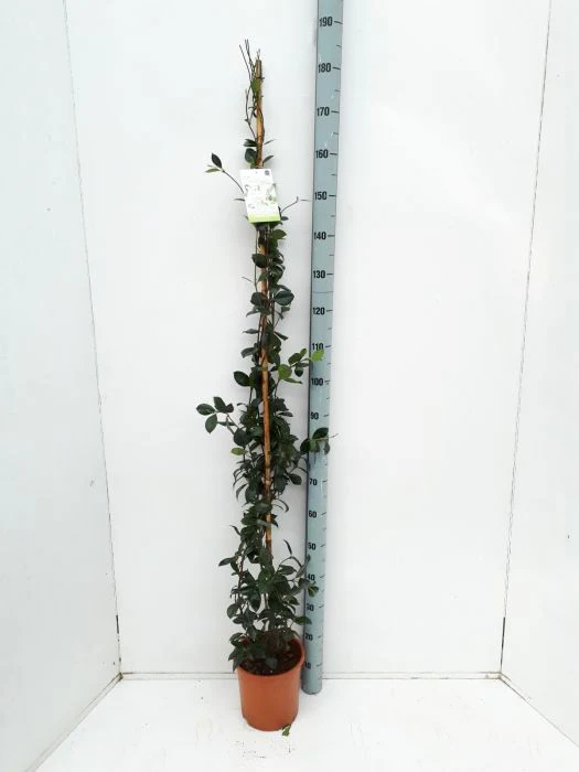 Trachelospermum jasminoides - Image 2