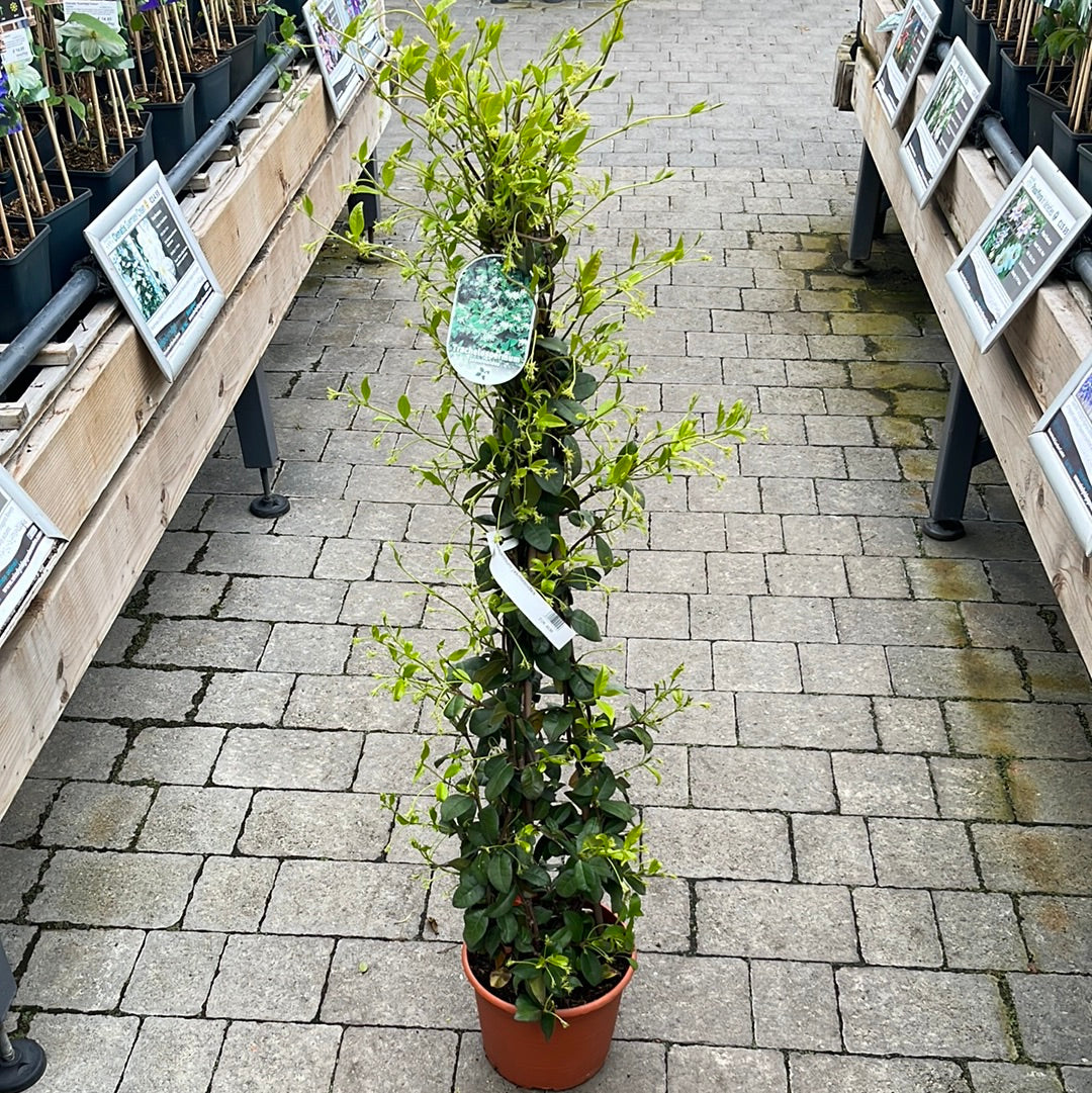 Trachelospermum jasminoides