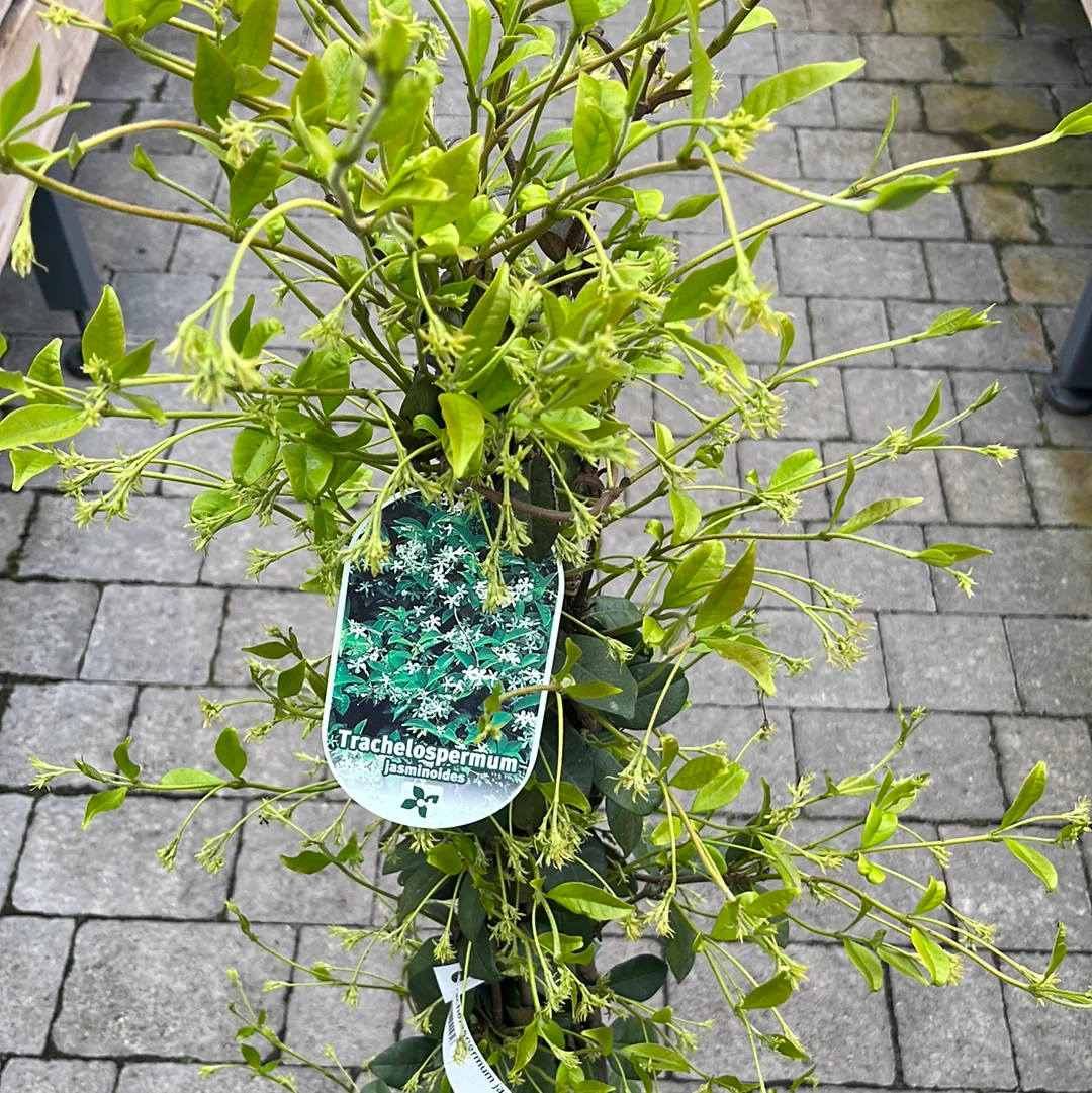Trachelospermum jasminoides - Image 2