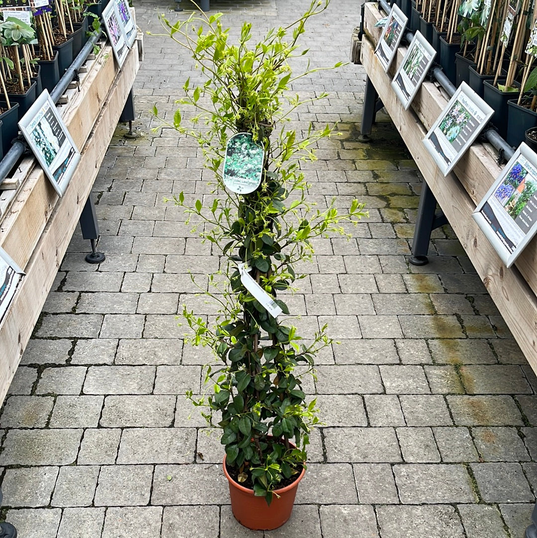 Trachelospermum jasminoides - Image 3