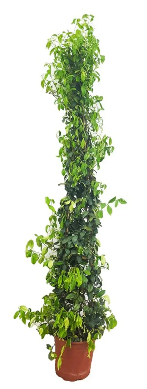 Trachelospermum jasminoides P19 90cm pyramid - Image 2