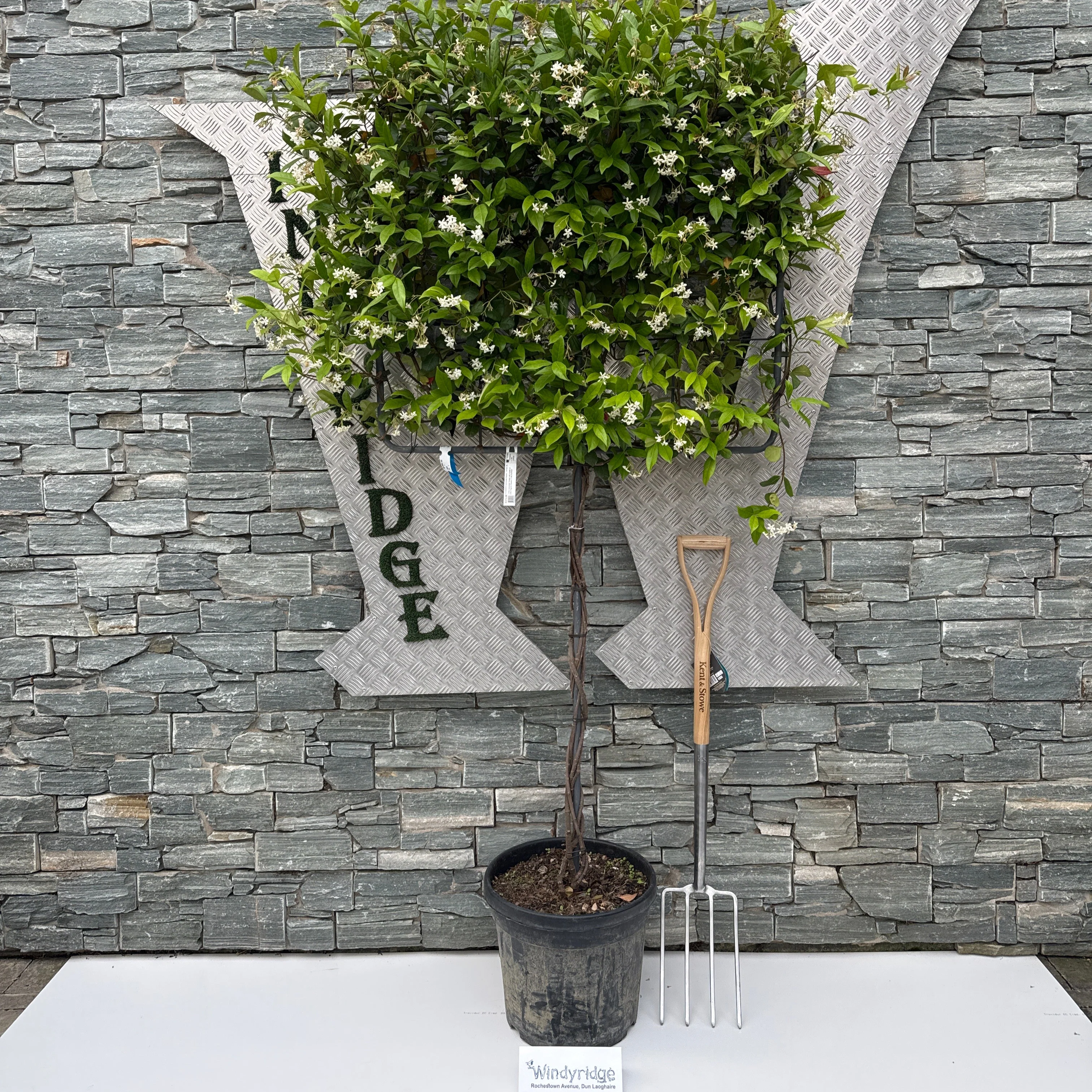 TRACHELOSPERMUM jasminoides Pleached 1,00   30L