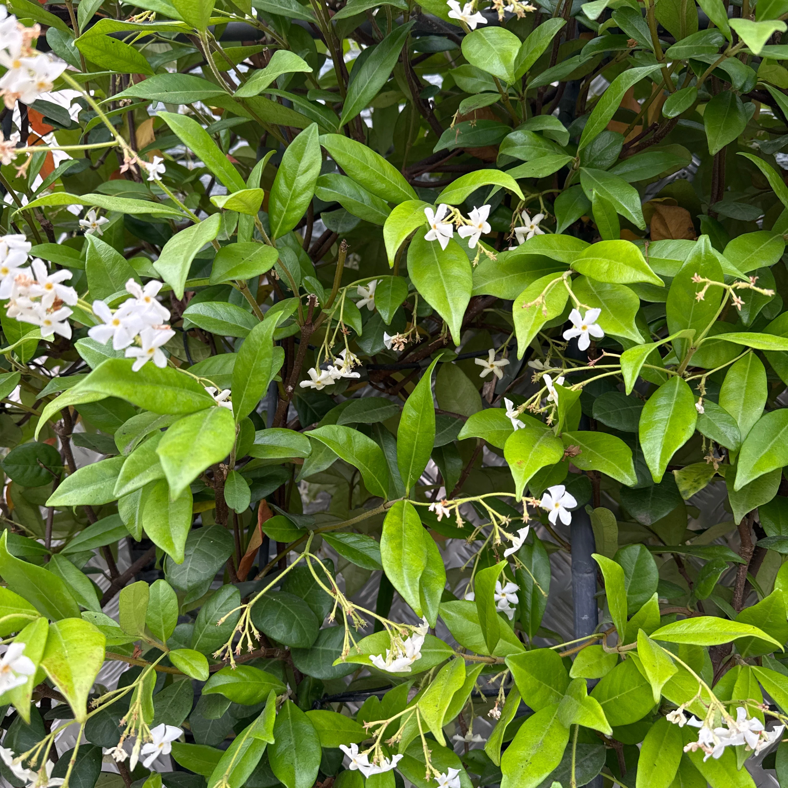 TRACHELOSPERMUM jasminoides Pleached 1,00   30L - Image 2