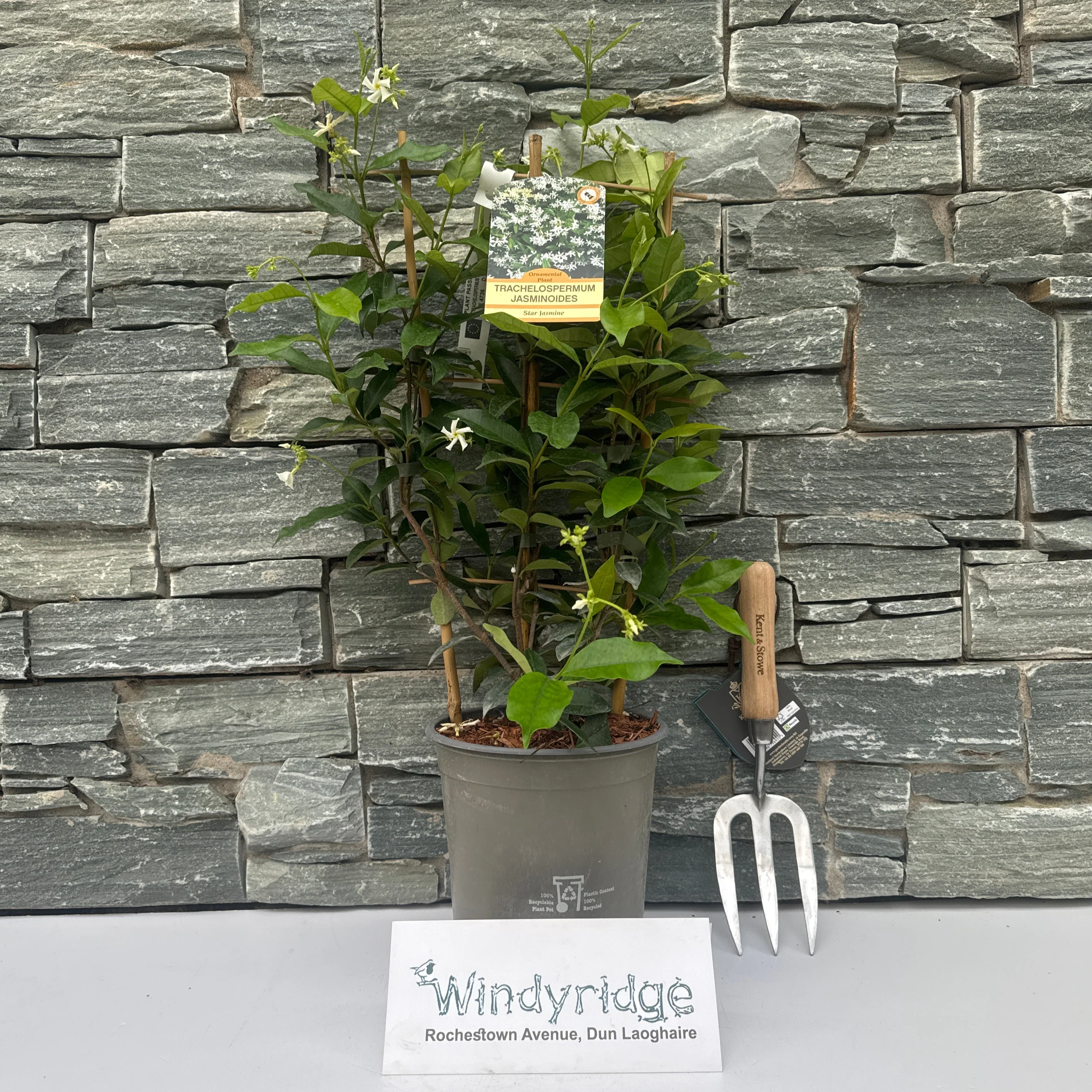 TRACHELOSPERMUM JASMINOIDES (RP) 60cm 3.5ltr Pot - Image 2