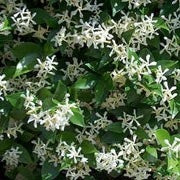Trachelosperum j. japonicum trelli