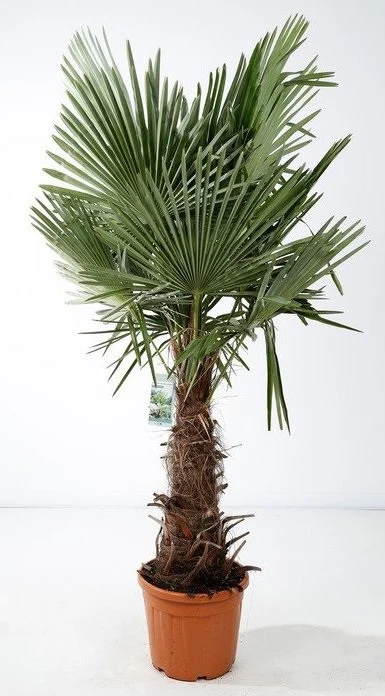 Trachycarpus fortunei - Image 2