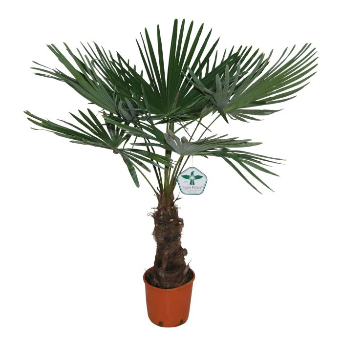 Trachycarpus fortunei  P27 - Image 2