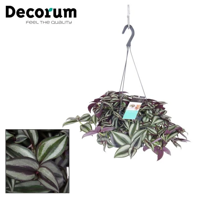 Tradescanthia zebr. Purpusii hanging pot
