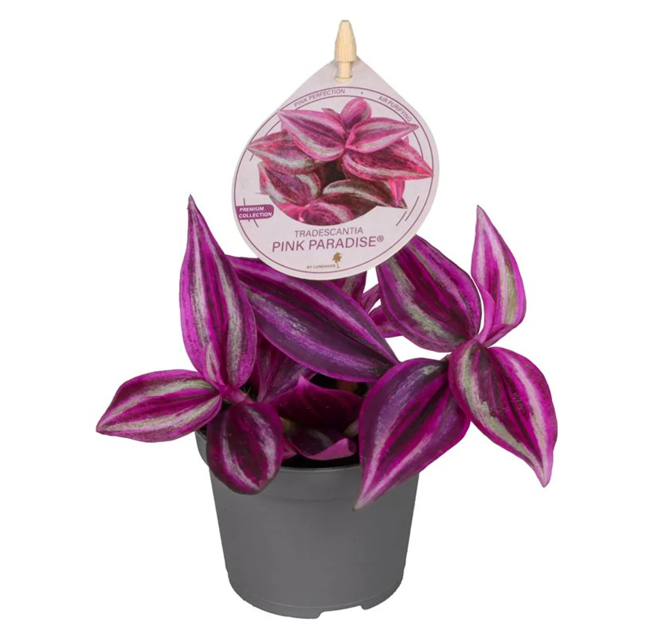 Tradescantia 'Pink Paradise' 6 cm pot