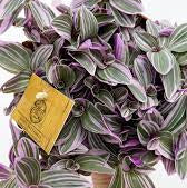 Tradescantia 'Sweetness'Â® P10.5 - Image 2