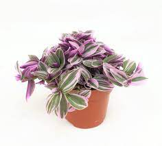 Tradescantia 'Sweetness'Â® P10.5 - Image 3