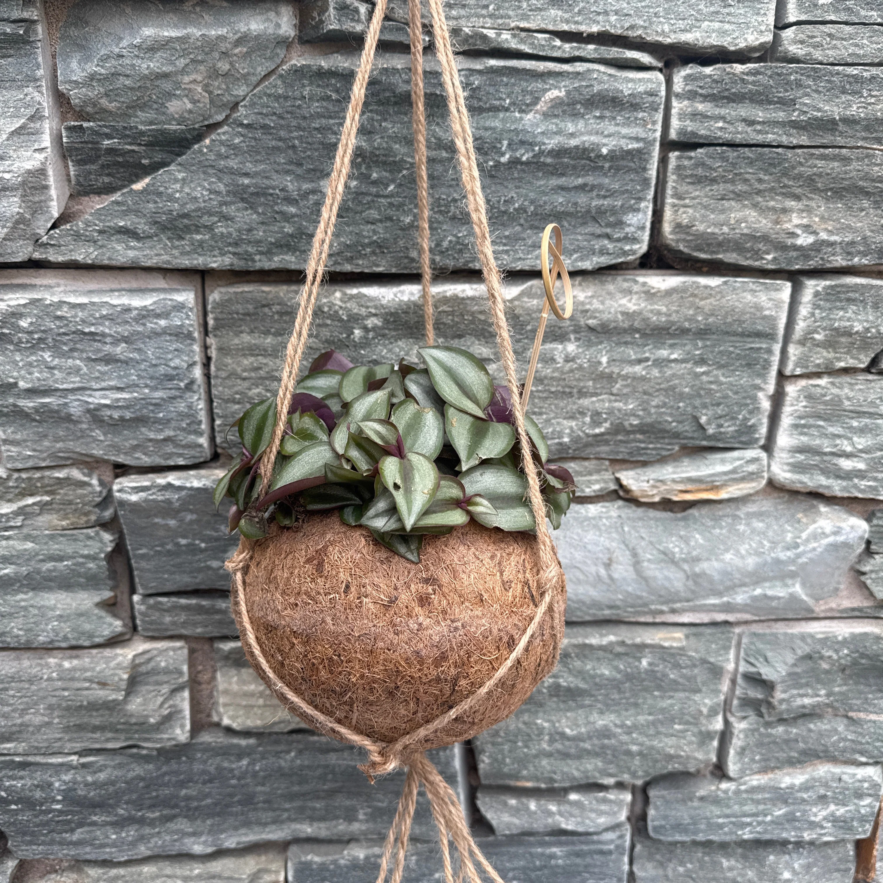 Tradescantia zebr. Purpusii kokodama