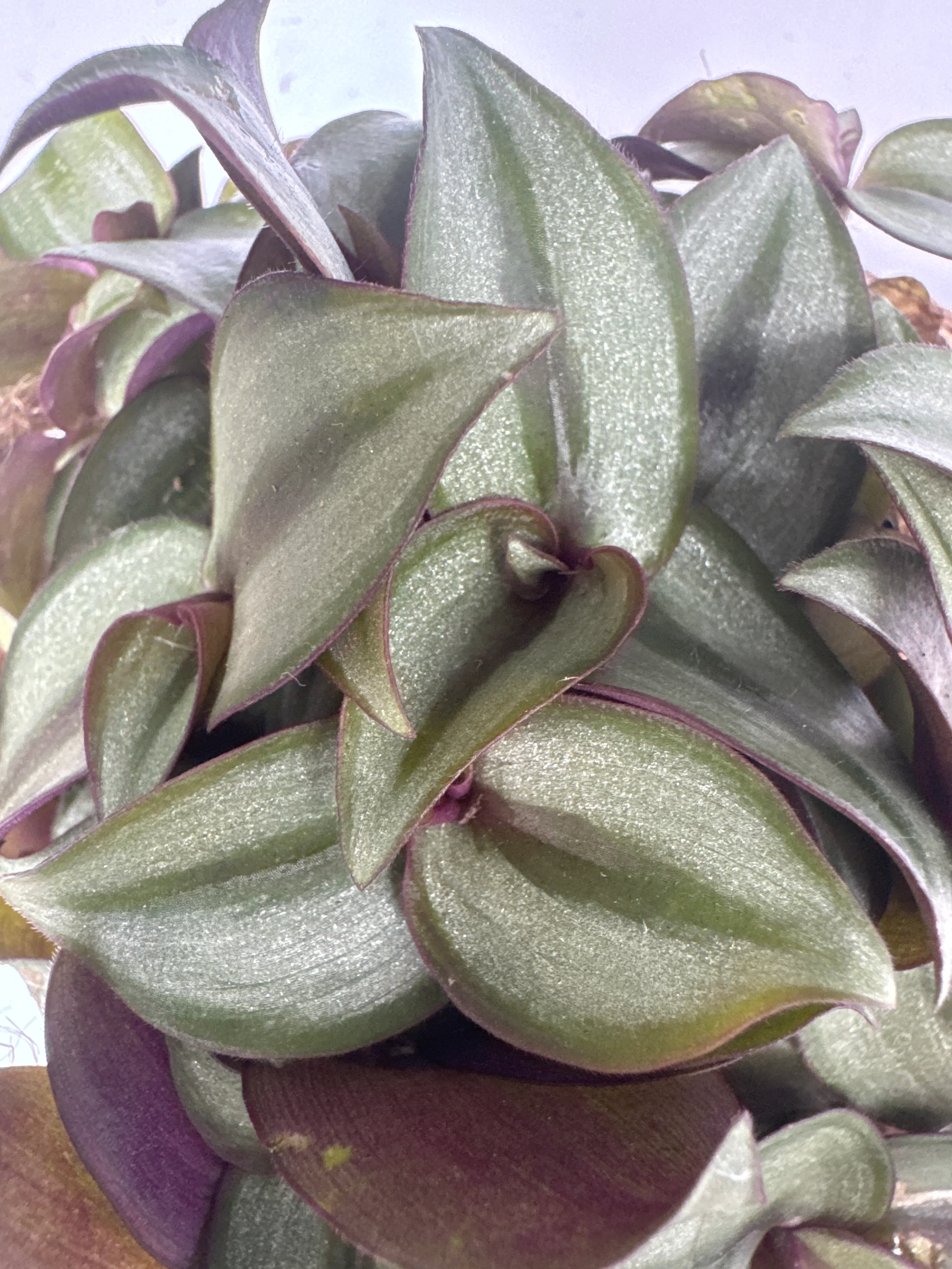 Tradescantia zebr. Purpusii kokodama - Image 2
