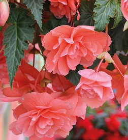 Trailing Begonia mixed colours - Image 2