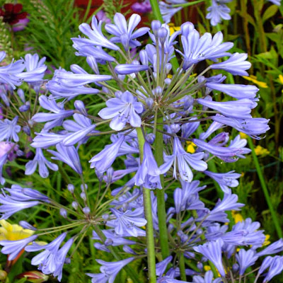 TRAY GIANT AGAPANTHUS UMBELLATUS