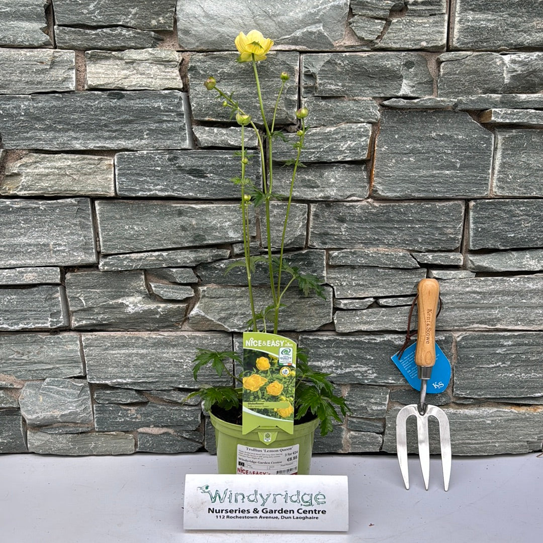 Trollius Lemon Queen - Image 2
