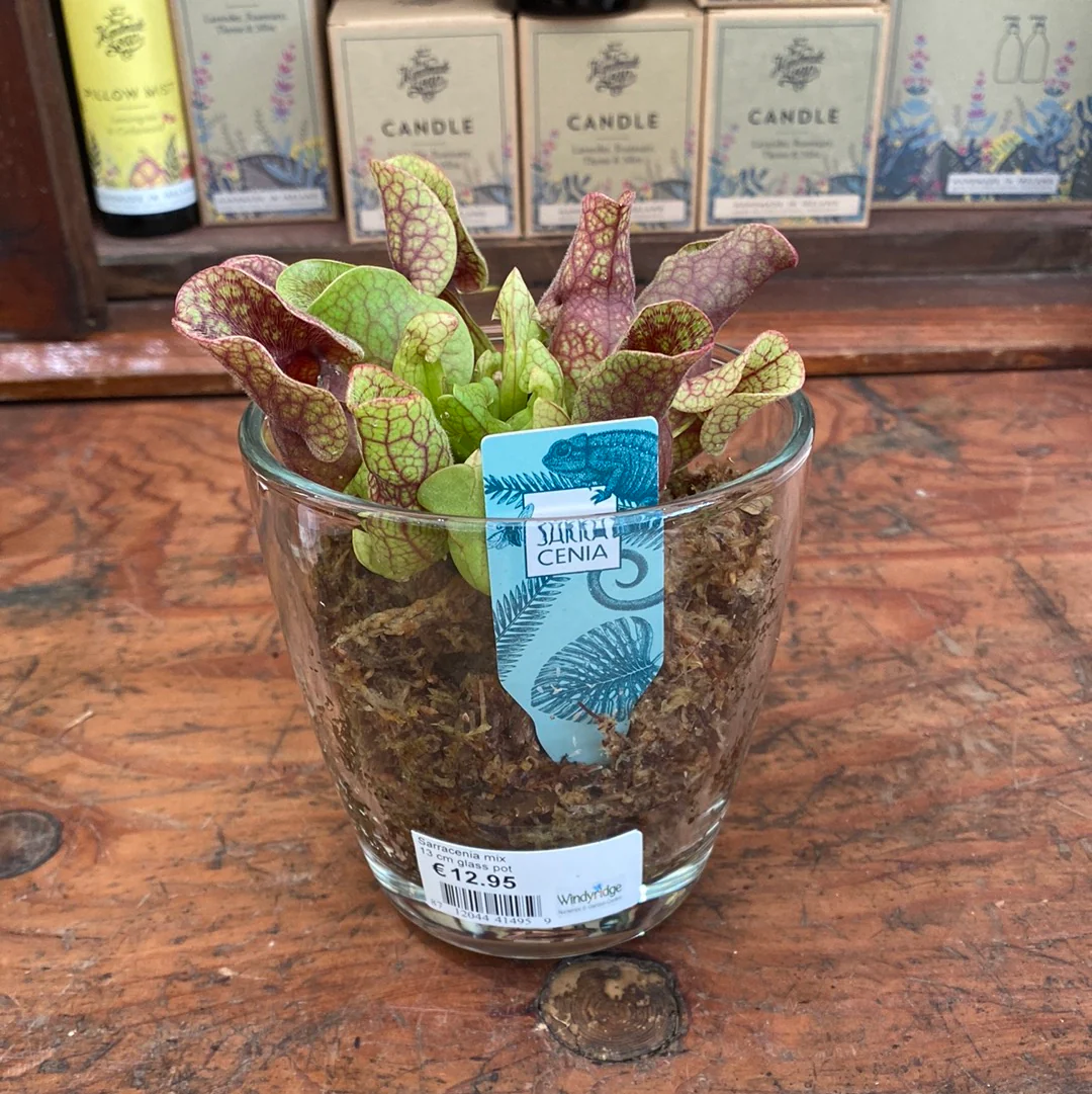 Trumpet Pitcher Plant Sarracenia mix  (13cm glass pot) - Image 3