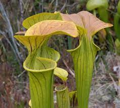 Trumpet Pitcher Plant Sarracenia mix  (13cm glass pot) - Image 4