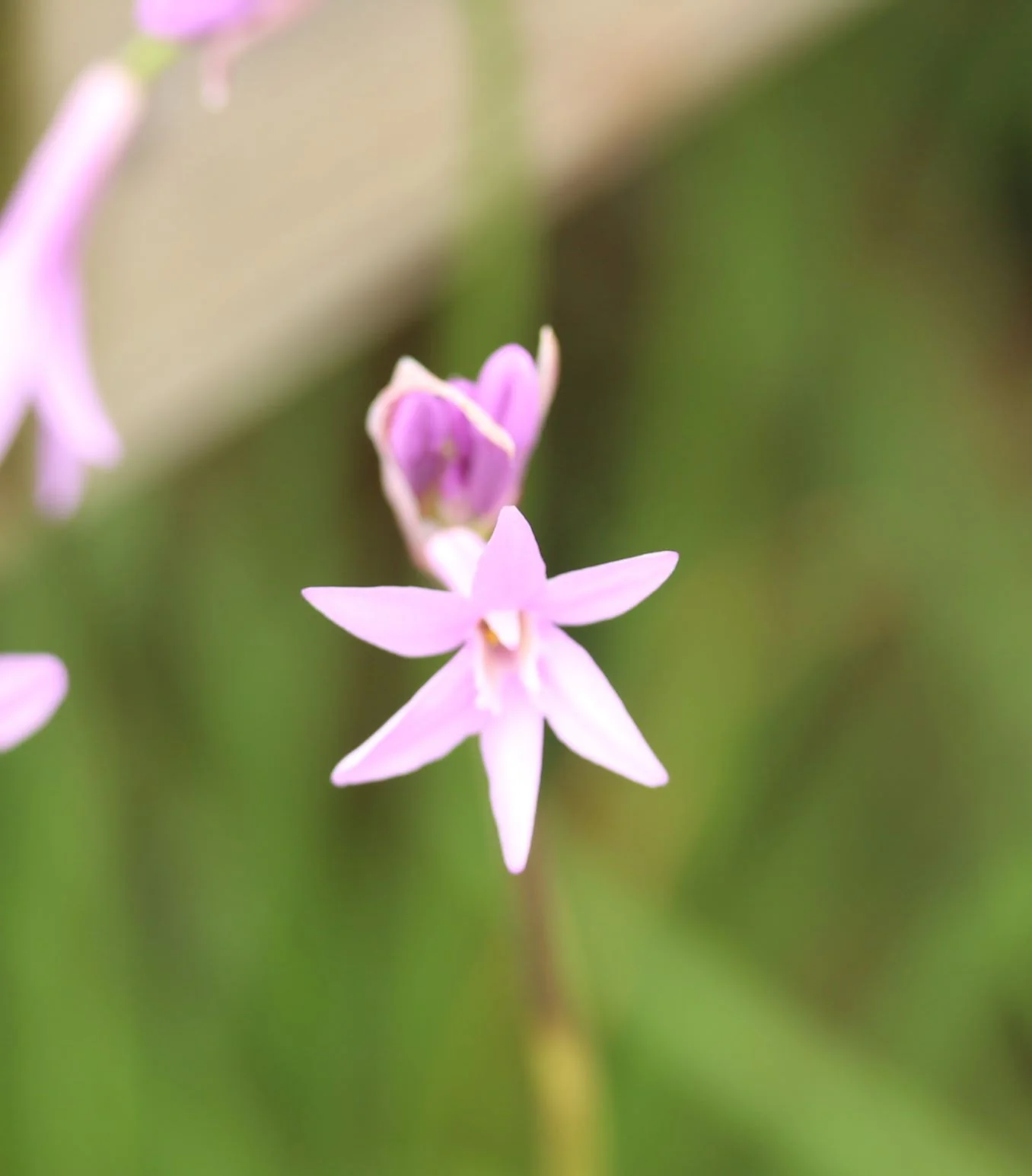 Tulbaghia violacea - Image 2