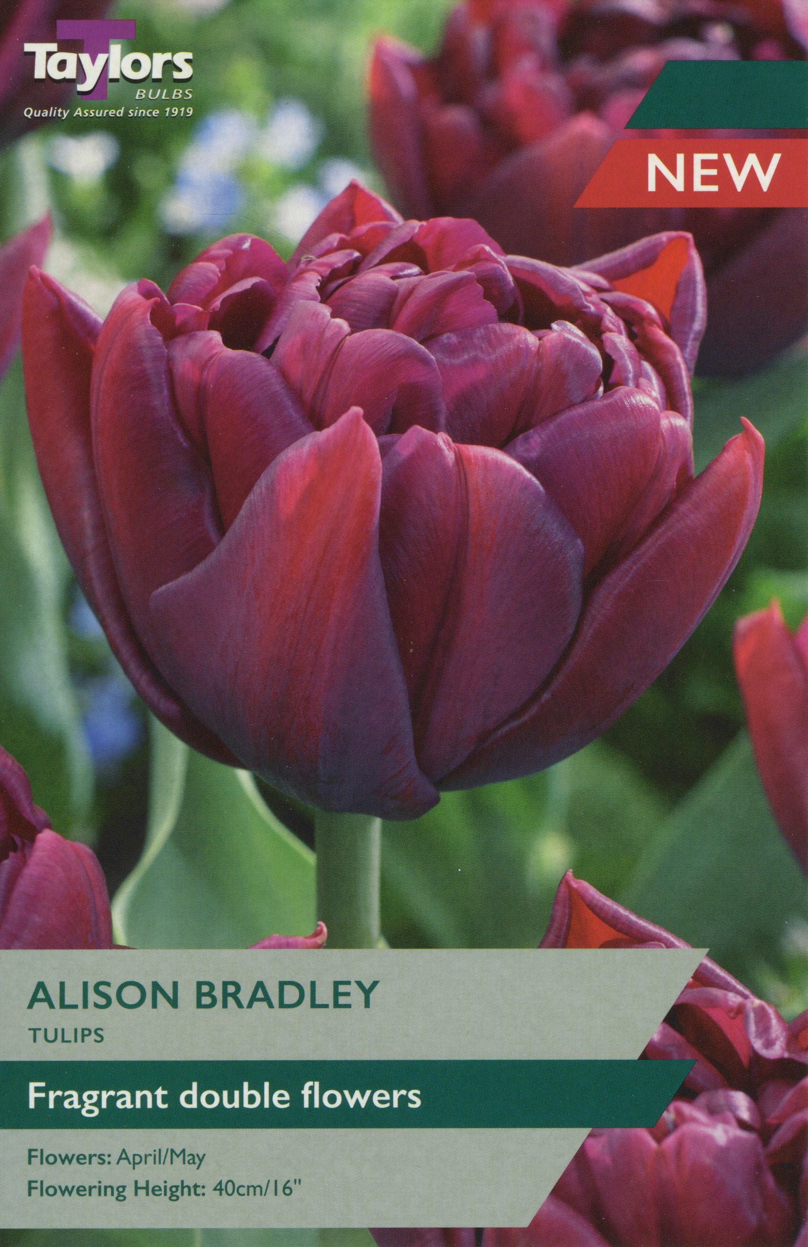 TULIP ALISON BRADLEY 5