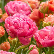 TULIP AMAZING GRACE 6 - Image 2