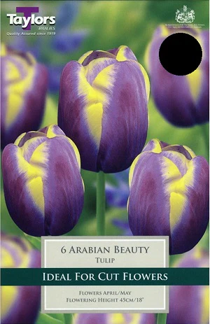 TULIP ARABIAN BEAUTY