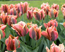 TULIP ARTIST 7 - Image 2