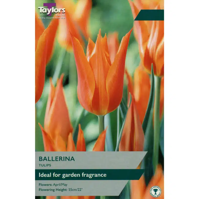 TULIP BALLERINA