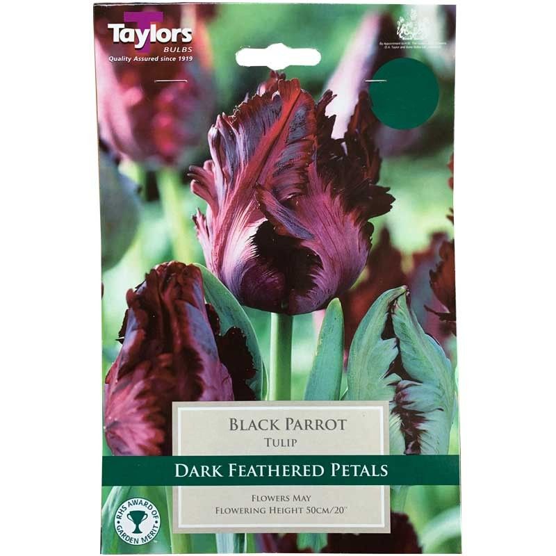 TULIP BLACK PARROT