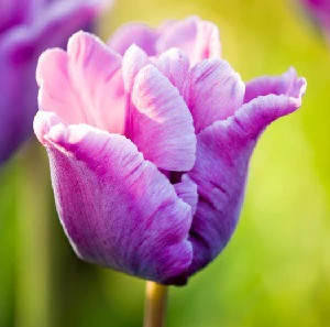 TULIP BLUE PARROT 11-12 P/P