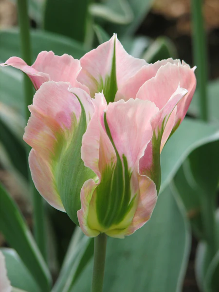 TULIP CHINA TOWN