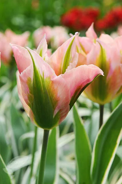 TULIP CHINA TOWN 7 - Image 2