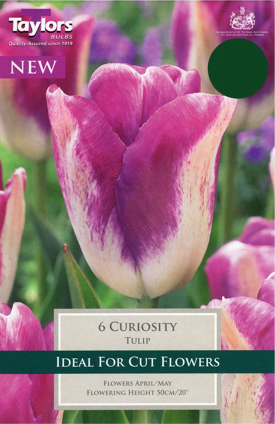 TULIP CURIOSITY