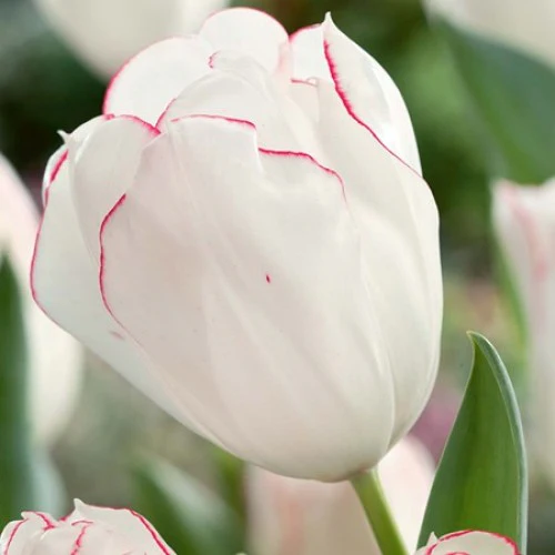 TULIP DIAMOND JUBILEE SEL