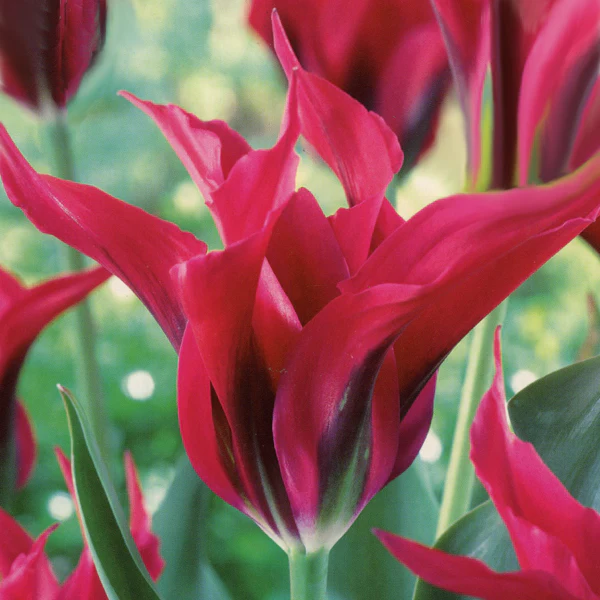 TULIP DOLLS MINUET