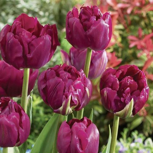 TULIP DOUBLE ROYAL ACRES X 8 - Image 2