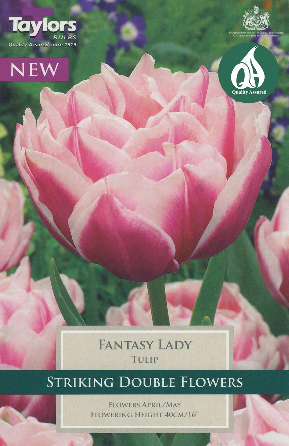 TULIP FANTASY LADY