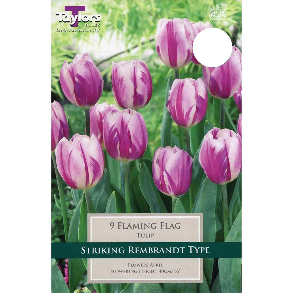 TULIP FLAMING FLAG
