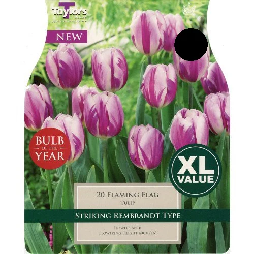 TULIP FLAMING FLAG
