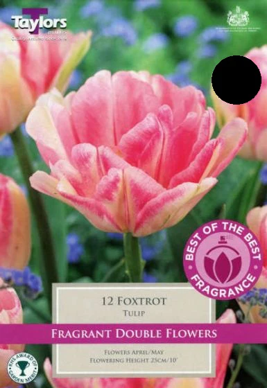 TULIP FOXTROT