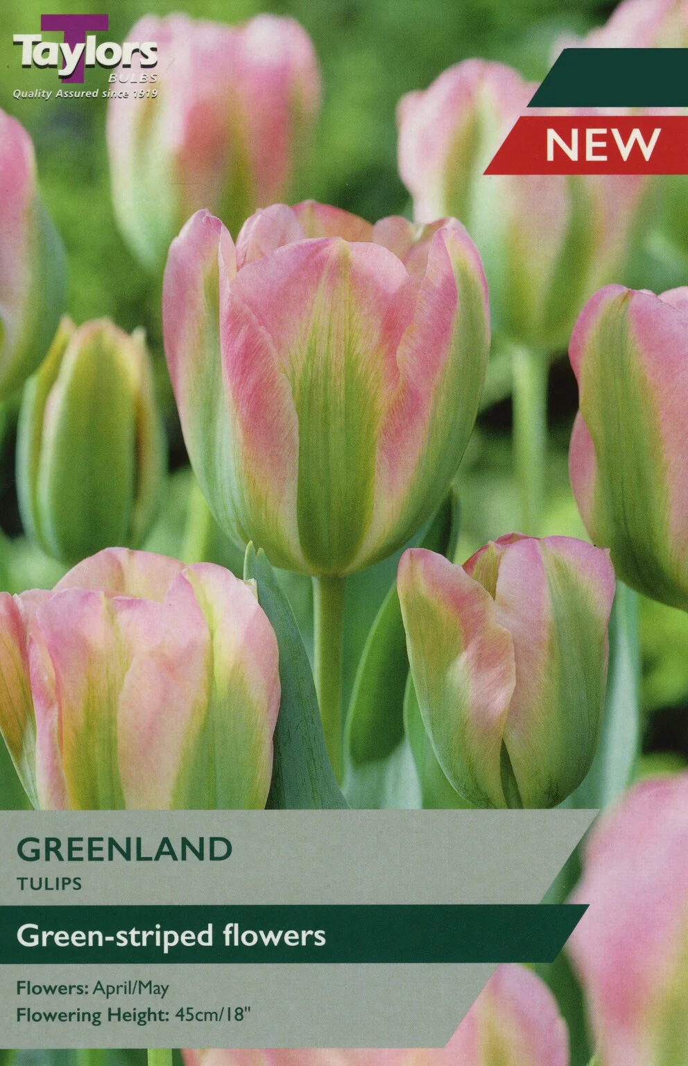 TULIP GREENLAND X 7