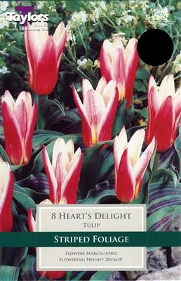 TULIP HEARTS DELIGHT