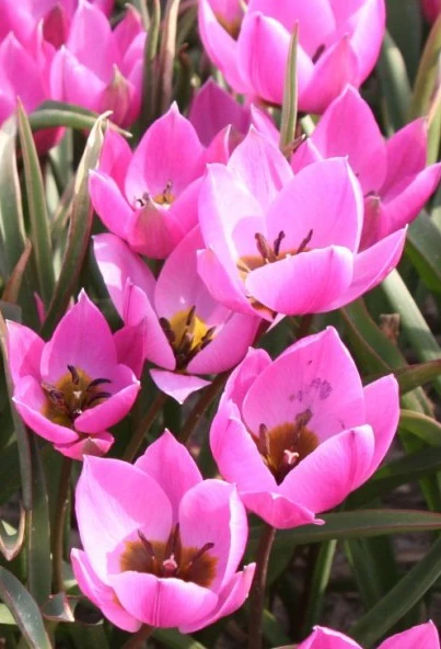 TULIP HUMILIS HELENE