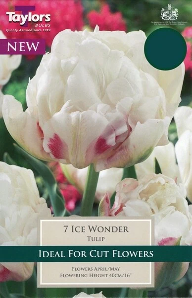 TULIP ICE WONDER P/P