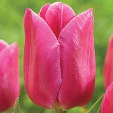 TULIP INVOLVE 7 - Image 2