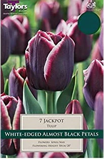 TULIP JACKPOT P/P