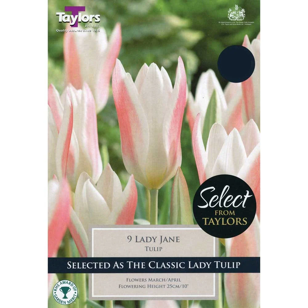 TULIP LADY JANE x 10